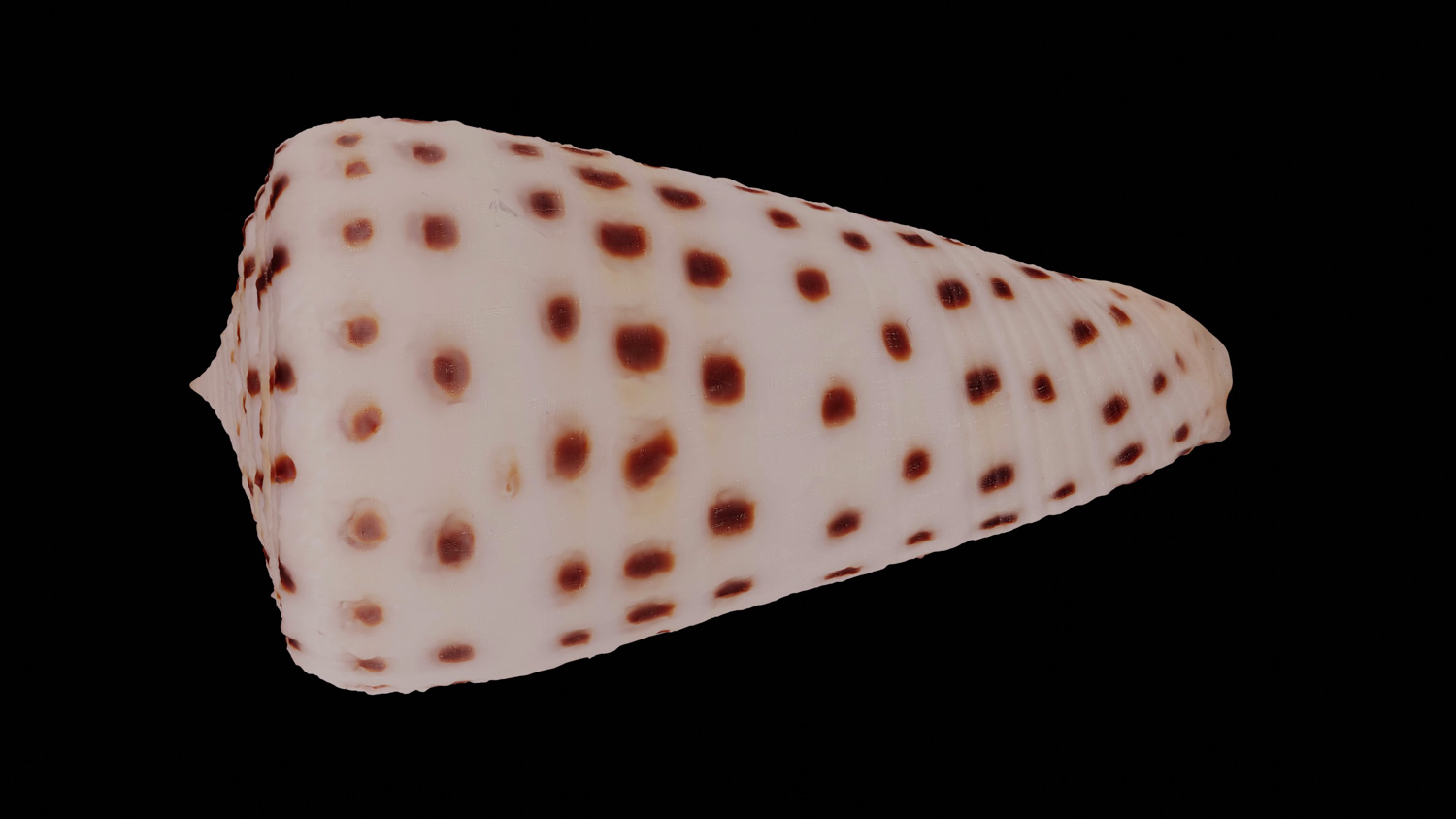 Conus eburneus